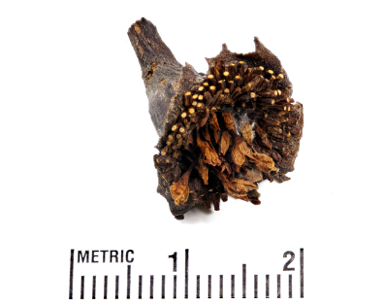 APII jpeg image of Trianthema sp  © contact APII