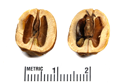 APII jpeg image of Petalostigma pubescens  © contact APII