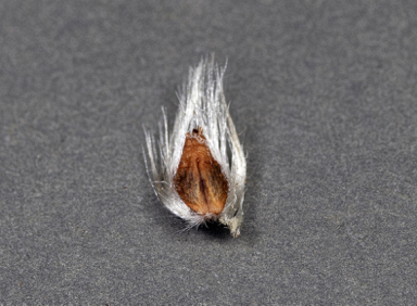 APII jpeg image of Petrophile fastigiata  © contact APII