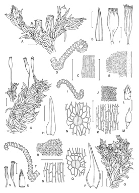 APII jpeg image of Orthotrichum hortense,<br/>Orthotrichum rupestre,<br/>Orthotrichum tasmanicum  © contact APII