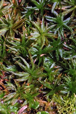 APII jpeg image of Atrichum androgynum  © contact APII