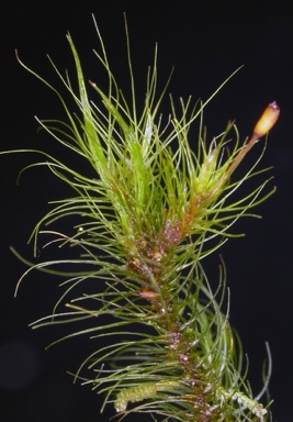 APII jpeg image of Dicranoloma menziesii  © contact APII