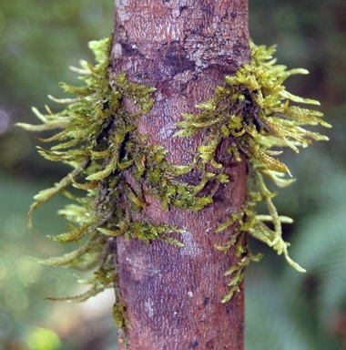 APII jpeg image of Hampeella alaris  © contact APII