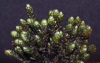 APII jpeg image of Ochiobryum blandum  © contact APII