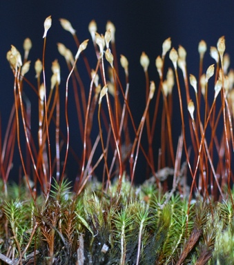 APII jpeg image of Polytrichum commune  © contact APII