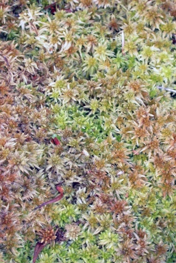 APII jpeg image of Sphagnum sp.  © contact APII