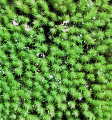 APII jpeg image of Philonotis tenuis  © contact APII