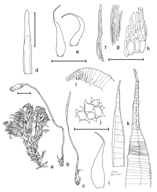 APII jpeg image of Rhaphidorrhynchium amoenum var. amoenum  © contact APII