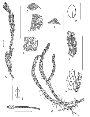 APII jpeg image of Bryum auratum,<br/>Bryum harriotii  © contact APII