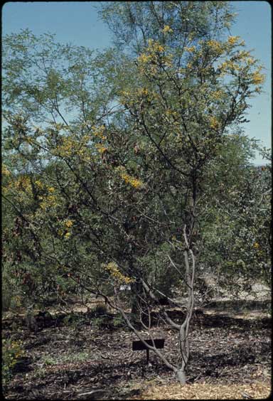 APII jpeg image of Acacia uncinata  © contact APII