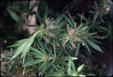 APII jpeg image of Leucopogon verticillatus  © contact APII