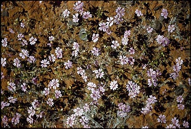 APII jpeg image of Goodenia rosea  © contact APII