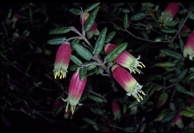 APII jpeg image of Correa reflexa  © contact APII