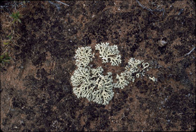 APII jpeg image of Xanthoparmelia reptans  © contact APII