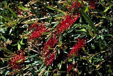 APII jpeg image of Grevillea 'Grass Fire'  © contact APII
