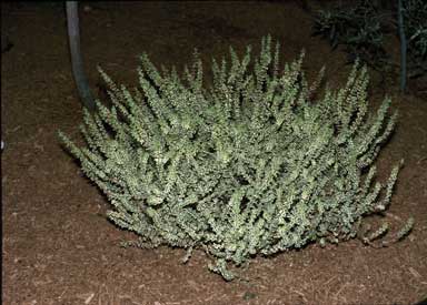 APII jpeg image of Hypocalymma cordifolium 'Golden Veil'  © contact APII