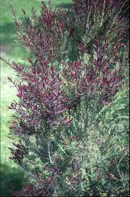 APII jpeg image of Melaleuca linariifolia 'Purpurea'  © contact APII