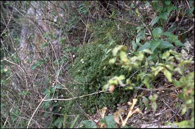 APII jpeg image of Westringia rupicola  © contact APII