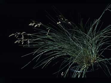 APII jpeg image of Poa 'pp 500'  © contact APII