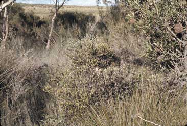 APII jpeg image of Adenanthos terminalis  © contact APII