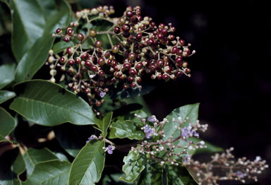 APII jpeg image of Vitex trifolia var. trifolia  © contact APII