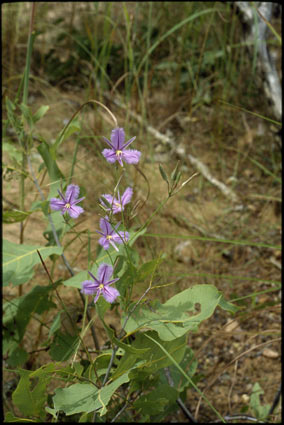 APII jpeg image of Thysanotus banksii  © contact APII