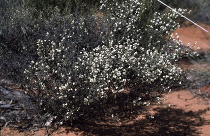 APII jpeg image of Cryptandra recurva  © contact APII