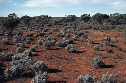 APII jpeg image of Acacia papyrocarpa,<br/>Maireana sedifolia  © contact APII