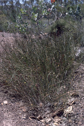 APII jpeg image of Daviesia anceps  © contact APII