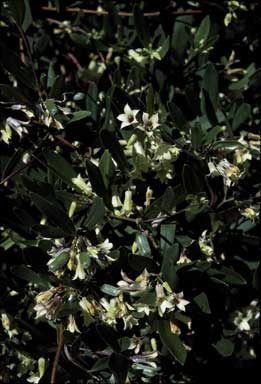 APII jpeg image of Billardiera versicolor  © contact APII