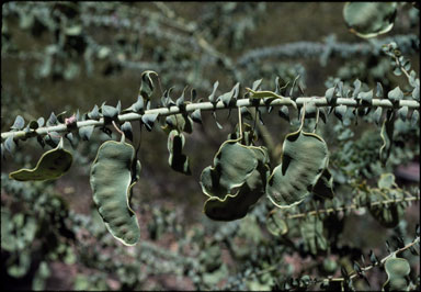 APII jpeg image of Acacia uncinata  © contact APII