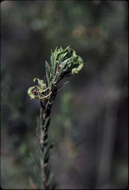 APII jpeg image of Acacia lineata  © contact APII