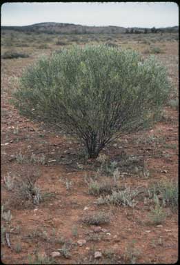 APII jpeg image of Senna artemisioides subsp. petiolaris  © contact APII