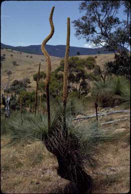 APII jpeg image of Xanthorrhoea preissii  © contact APII