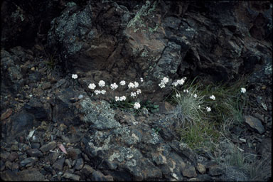 APII jpeg image of Drabastrum alpestre  © contact APII