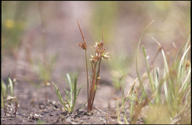 APII jpeg image of Juncus capitatus  © contact APII