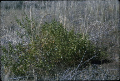 APII jpeg image of Roepera apiculata  © contact APII