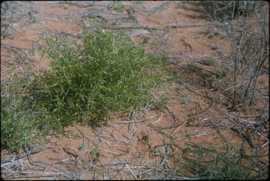 APII jpeg image of Roepera eremaea  © contact APII