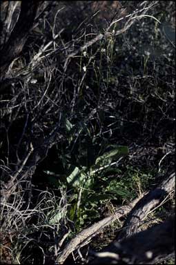 APII jpeg image of Nicotiana gossei  © contact APII