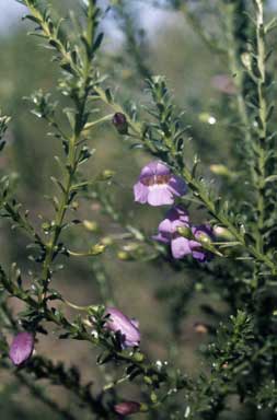 APII jpeg image of Eremophila sargentii  © contact APII