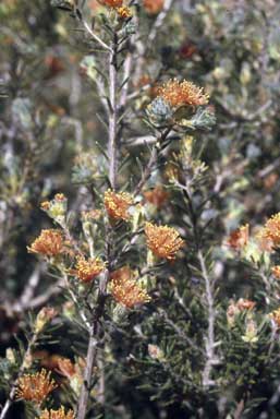 APII jpeg image of Eremophila pauciflora  © contact APII