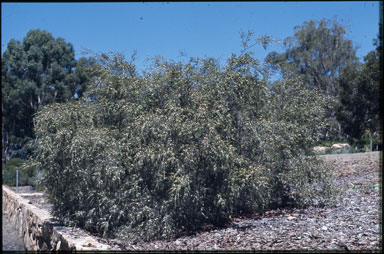 APII jpeg image of Baeckea linifolia  © contact APII