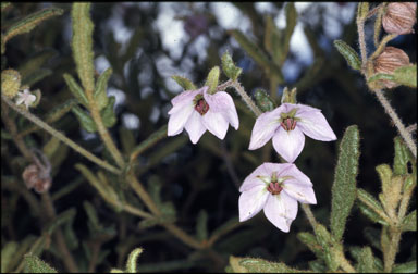 APII jpeg image of Thomasia petalocalyx  © contact APII