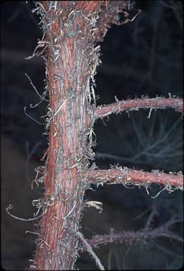 APII jpeg image of Acacia curranii  © contact APII