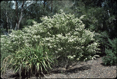 APII jpeg image of Calytrix tetragona  © contact APII
