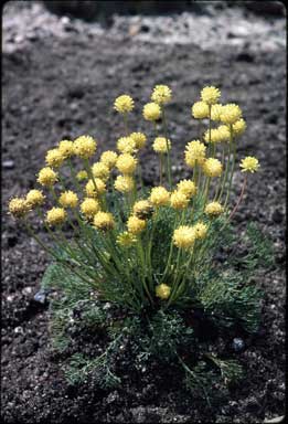 APII jpeg image of Stirlingia simplex  © contact APII