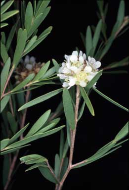 APII jpeg image of Sinoga lysicephala  © contact APII