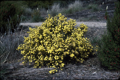 APII jpeg image of Phebalium glandulosum subsp. macrocalyx  © contact APII