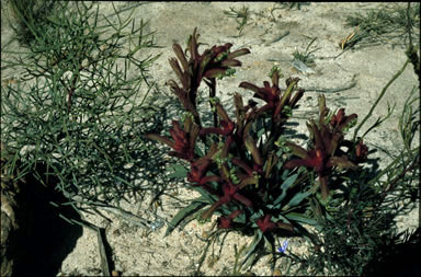 APII jpeg image of Anigozanthos kalbarriensis  © contact APII