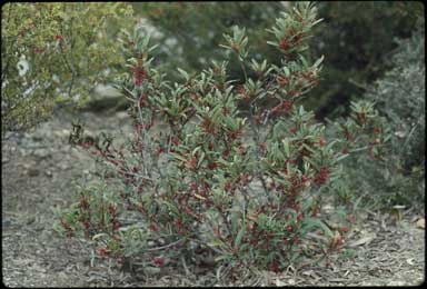 APII jpeg image of Grevillea oleoides var. dimorpha  © contact APII